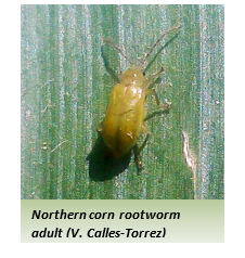Northern Corn Rootworm Adult on a corn leaf
