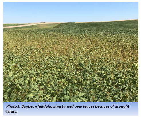 Photo 1. Soybean field showing turned over leaves because of drought stress.