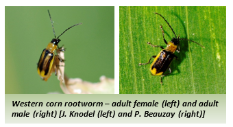 Western corn rootworm – adult female (left) and adult male (right)