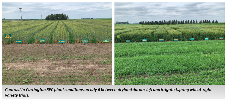 Photo of Contrast in Carrington REC plant conditions on July 6 between dryland durum-left and irrigated spring wheat-right variety trials.