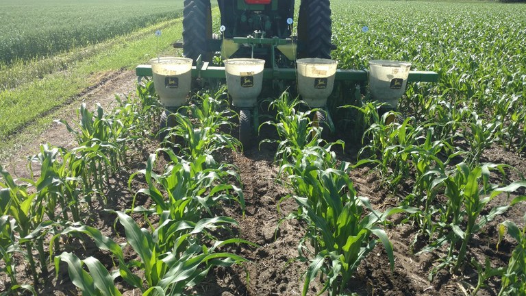 Planting cover crops into V5 corn on July 1 2019