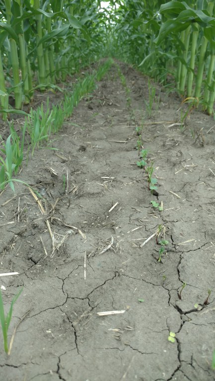 igure 2. Cover crops emerging following the planting in Figure 1