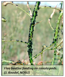 Flea beetles feeding on canola pods.  