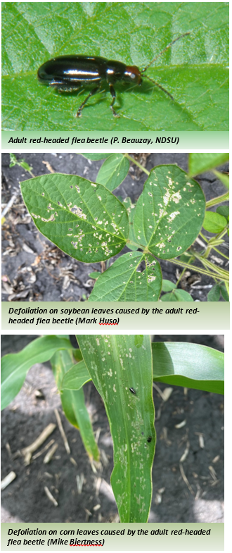 Red headed flea beetle photos of adult, defoliation on soybean and corn. 