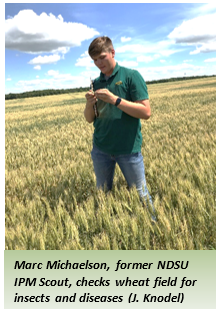 Marc Michaelson, former NDSU IPM Scout, checks wheat field for insects and diseases.