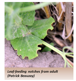 Leaf feeding notches from adult weevil
