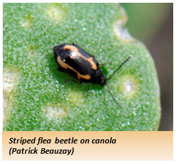 Striped flea beetle on a canola leaf