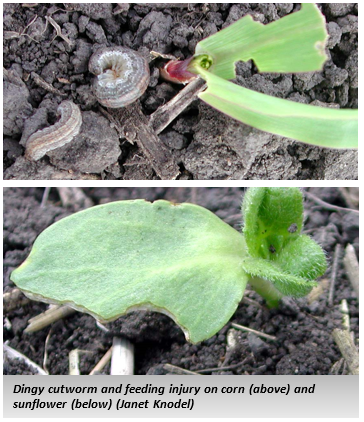 In the top phoot: Dingy cutworm and feeding injury on corn. In the bottom photo: The same injury on sunflower