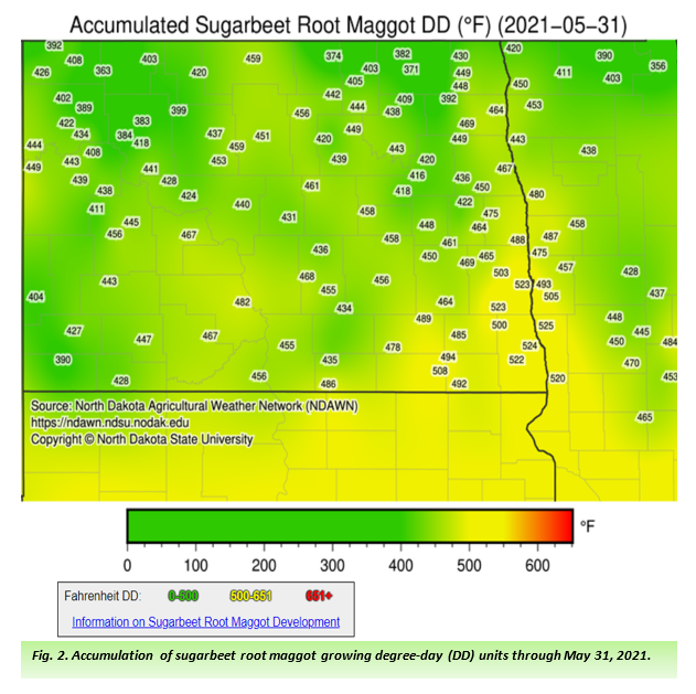 Map: Accumulated Sugarbeet Root Maggot DD (F) (2021-05-31)