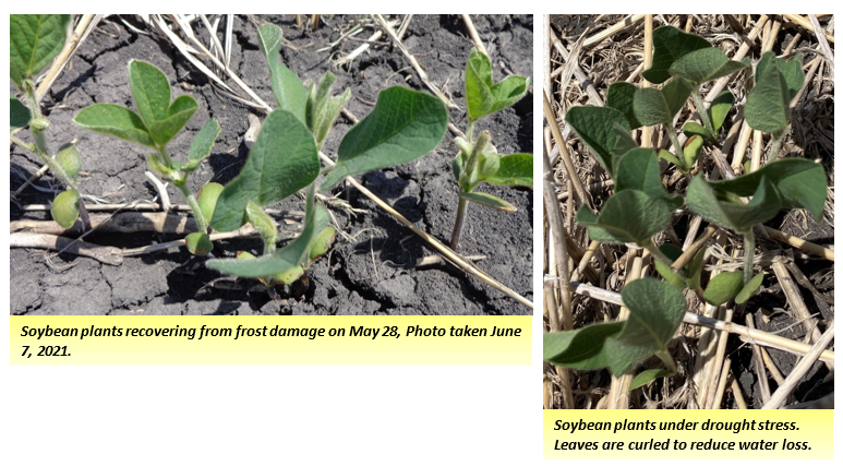 Soybean plants recovering from frost damage on May 28, Photo taken June 7, 2021 and Soybean plants under drought stress. Leaves are curled to reduce water loss.