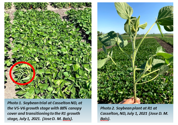 Photo 1. Soybean trial at Casselton ND, at the V5-V6 growth stage with 88% canopy cover and transitioning to the R1 growth stage, July 1, 2021 and Photo 2. Soybean plant at R1 at Casselton, ND, July 1, 2021 