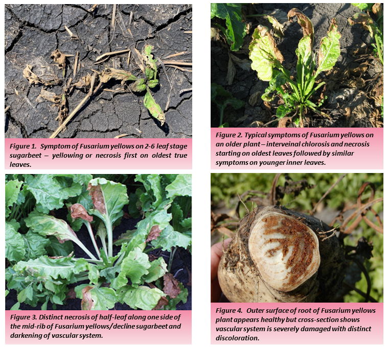 four photos of disease on sugarbeets