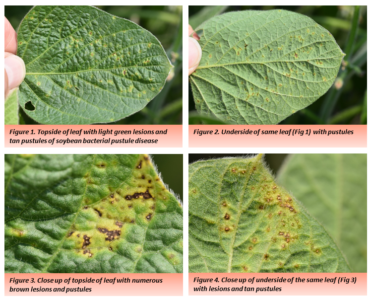 Soybean Leaves showing lesions and pustules photos 1-4