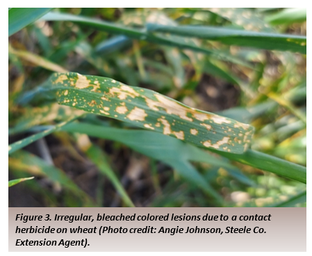 Figure 3. Irregular, bleached colored lesions due to a contact herbicide on wheat.
