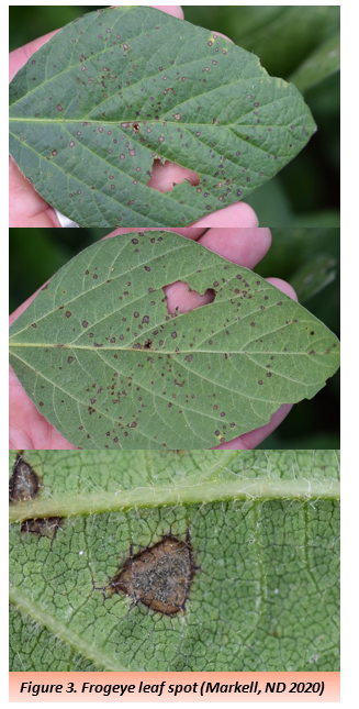 Figure 3. Frogeye leaf spot 