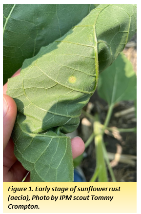 Figure 1. Early stage of sunflower rust (aecia)