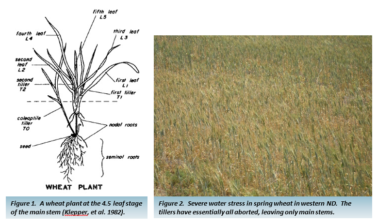 Figure 1.  A wheat plant at the 4.5 leaf stage of the main stem and Figure 2.  Severe water stress in spring wheat in western ND.  The tillers have essentially all aborted, leaving only main stems.