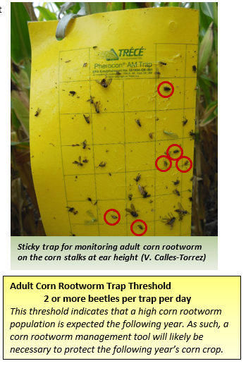 sticky trap for monitoring adult corn rootworm on the corn stalks at ear height.png