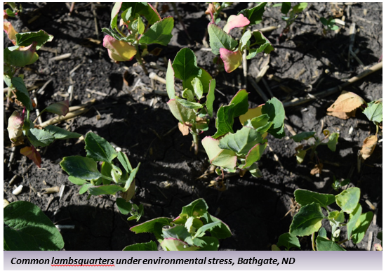 Common lambsquarters under environmental stress, Bathgate, ND