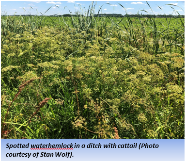 Spotted waterhemlock in a ditch with cattail 