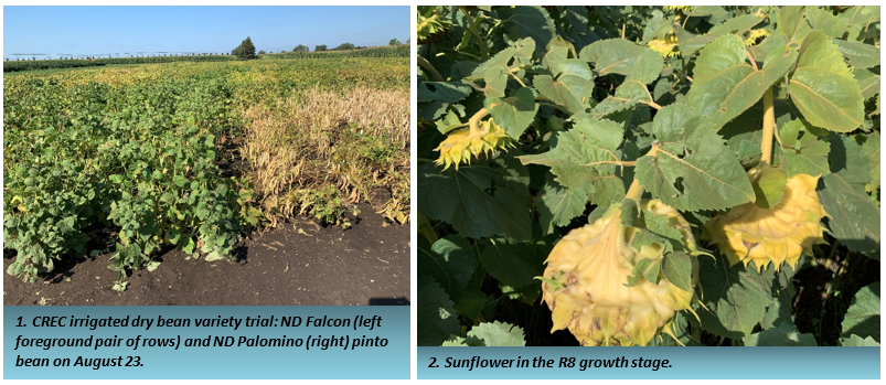   CREC irrigated dry bean and sunflower in R8 growth stage.png