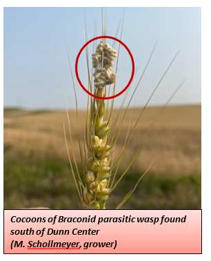 Cocoons of Braconid parasitic wasp found south of Dunn Center