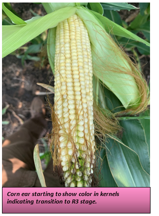 Corn ear starting to show color in kernels indicating transition to R3 stage..png