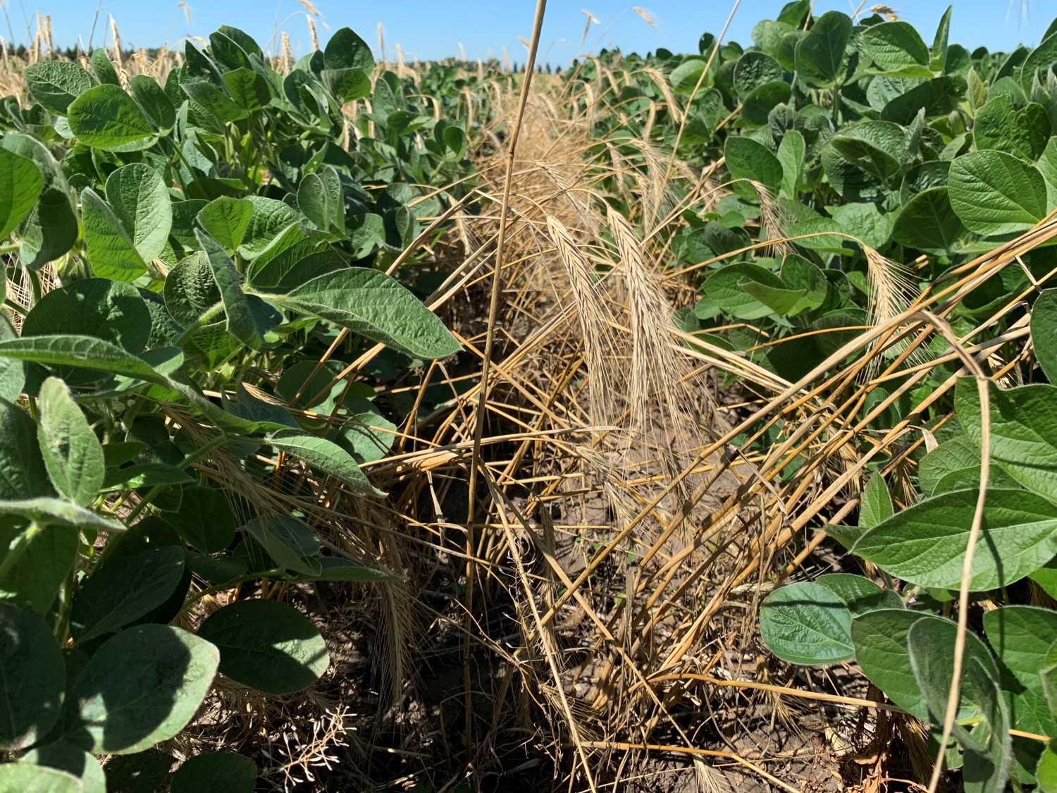 cover crops planted in row crops