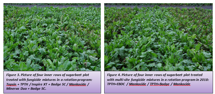 Figure 3. and 4. Picture of sugarbeet plot treated with fungicide mixtures in a rotation program.png