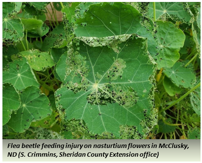 Flea beetle feeding injury on nasturtium flowers in McClusky, ND 