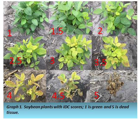 Graph 1. Soybean plants with IDC scores. 1 is green and 5 is dead tissue.