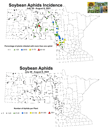 Soybean Aphids Incidence July 26- August 6, 2021