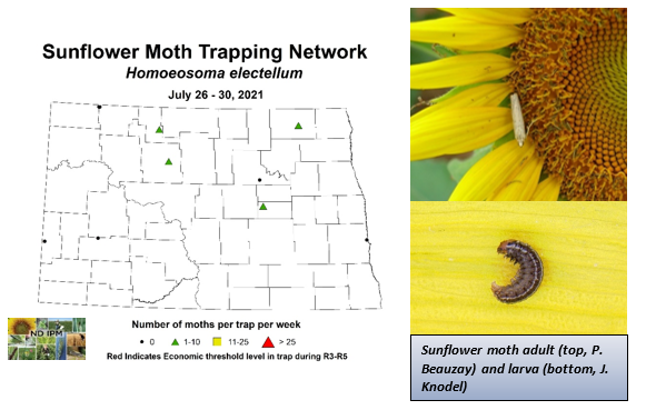 Sunflower Moth Trapping Network Map July 26-30.2021 and photo of sunflower moth adult.png