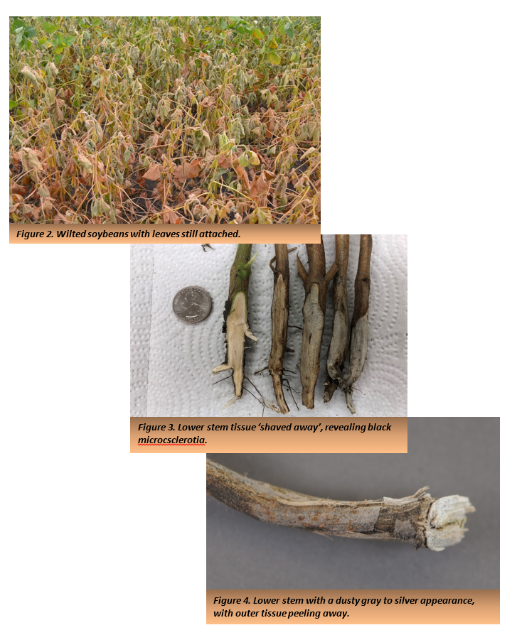 Three photos of soybean plants showing charcoal rot.png