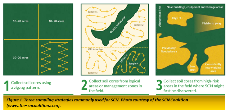 Three sampling strategies commonly used for SCN.png
