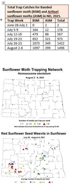 Total Trap Catches for sunflower moths and maps.png
