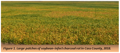 Figure 1. Large patches of soybean-infect charcoal rot in Cass County, 2018.