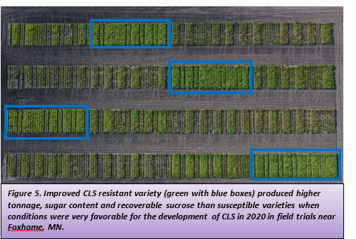 Figure 5. Improved CLS resistant variety (green with blue boxes) produced higher tonnage, sugar content and recoverable sucrose than susceptible varieties when conditions were very favorable for the development of CLS in 2020 in field trials near Foxhome, MN.