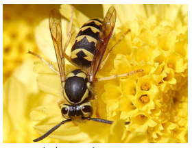 hornet on a yellow petaled flower.png
