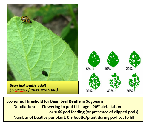 photo of bean leaf beetle adult. percentage defoliation shown on drawn leaves. Economic Thresholds for Bean Leaf Beetle in Soybeans.png