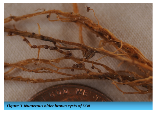 photo of older brown cysts of SCN.png