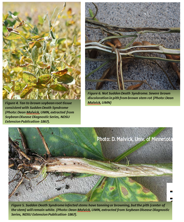 photos of SDS and Brown Stem Rot.png