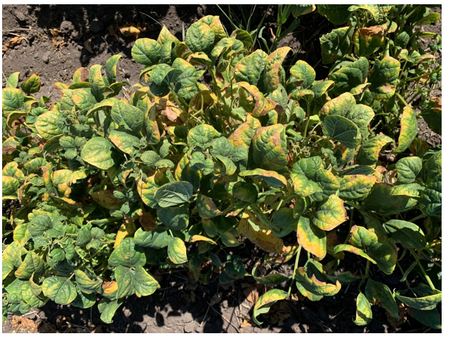 potassium deficiency syptoms in dry bean and soybean photo.png
