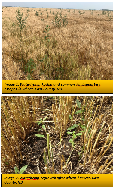 waterhemp, kochia, and common lambsquarters escapes and waterhemp regrowth.png