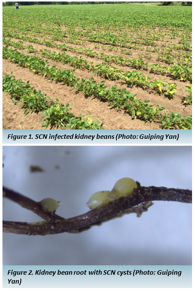 Figure 1 shows SCN infected kidney bean field and figure 2 shows a kidney bean root with SCN cysts