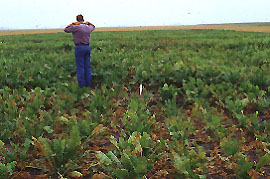 man standing in a field of diseased sugarbeets