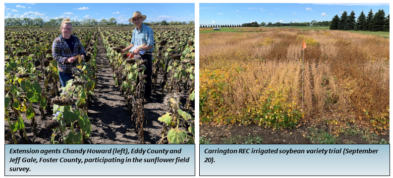extension agents in field and variety trial photos.png