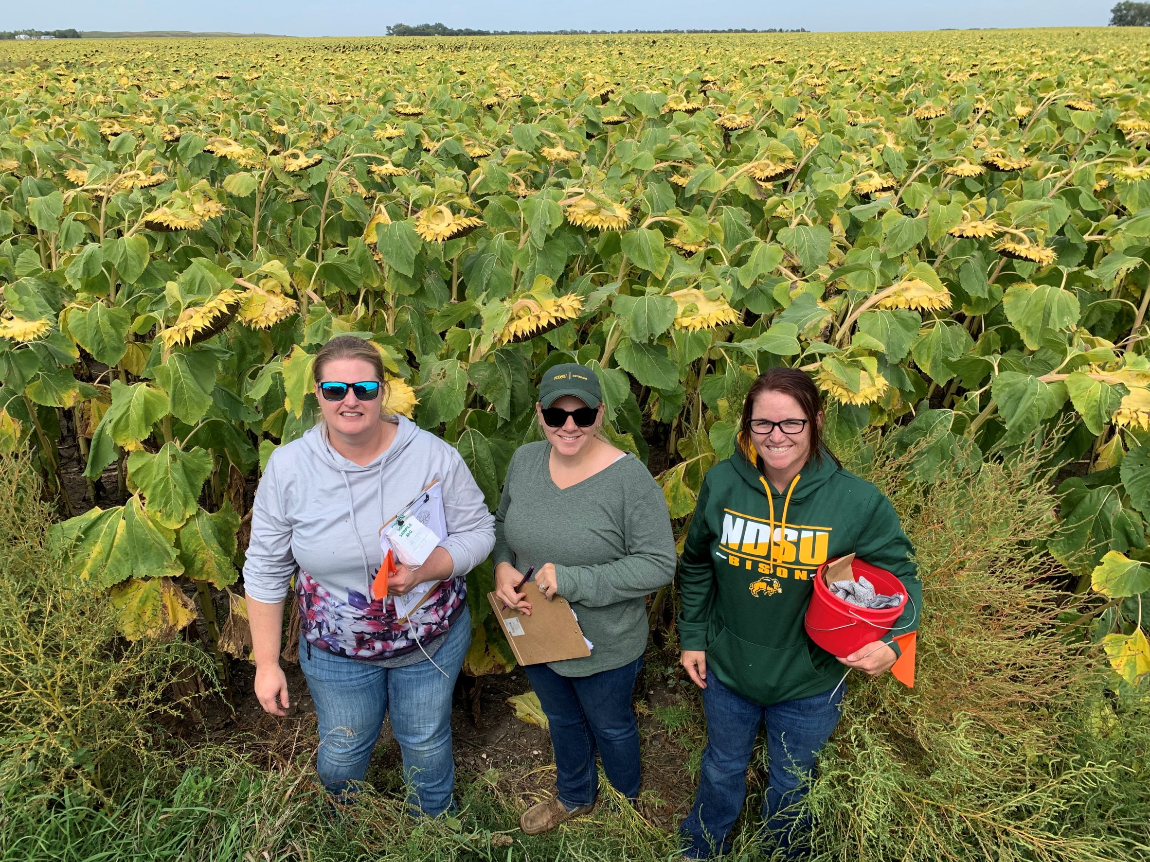 Three Extension agents standing at the edge of a sunflower field.