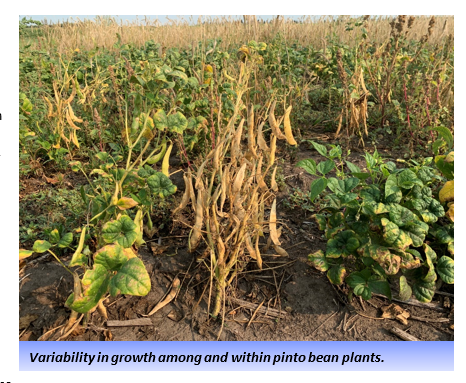 variability in growth amond and withing pinto bean plants shown.png