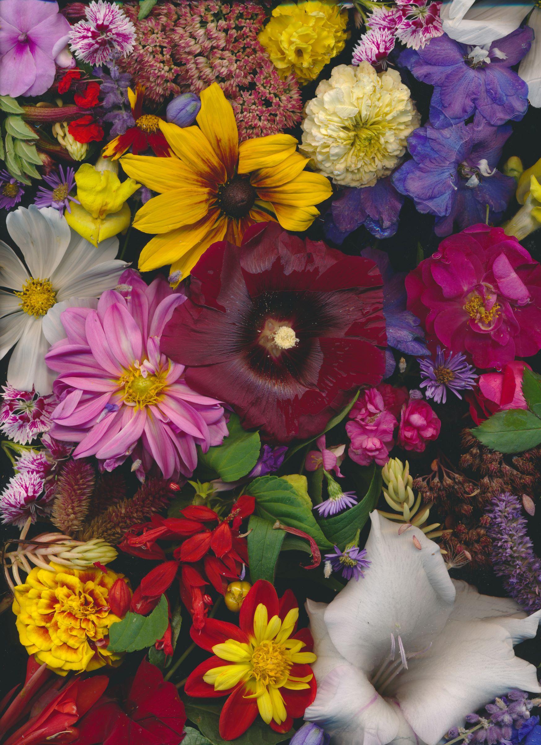 A deep wine-colored hollyhock surrounded by dahlias, daisies, delphiniums, dianthus, impatiens, marigolds, glads, roses, asters, and snapdragons.